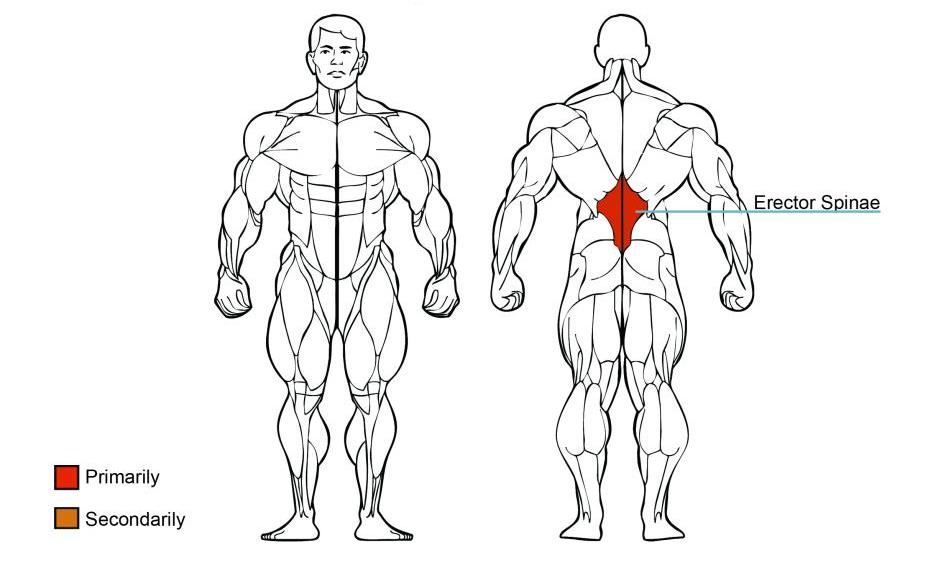 abdominal crunch exercise machine
