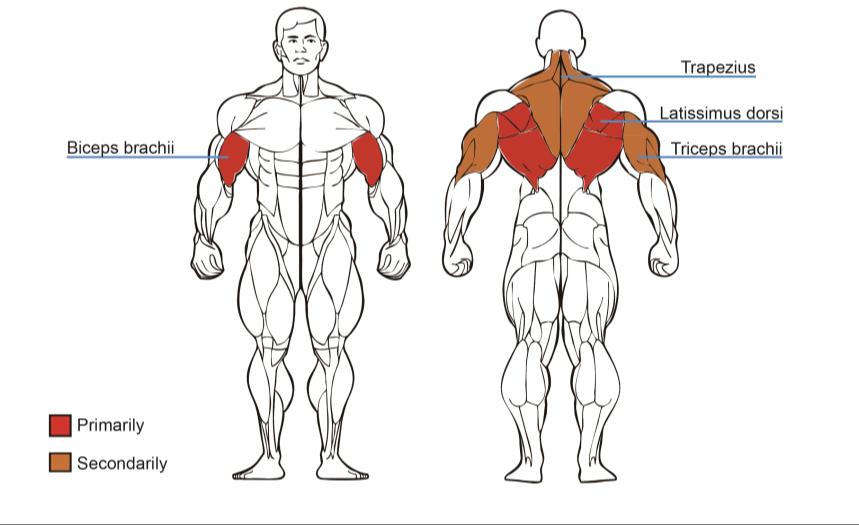 Seated Horizontal Pulley BFT Fitness